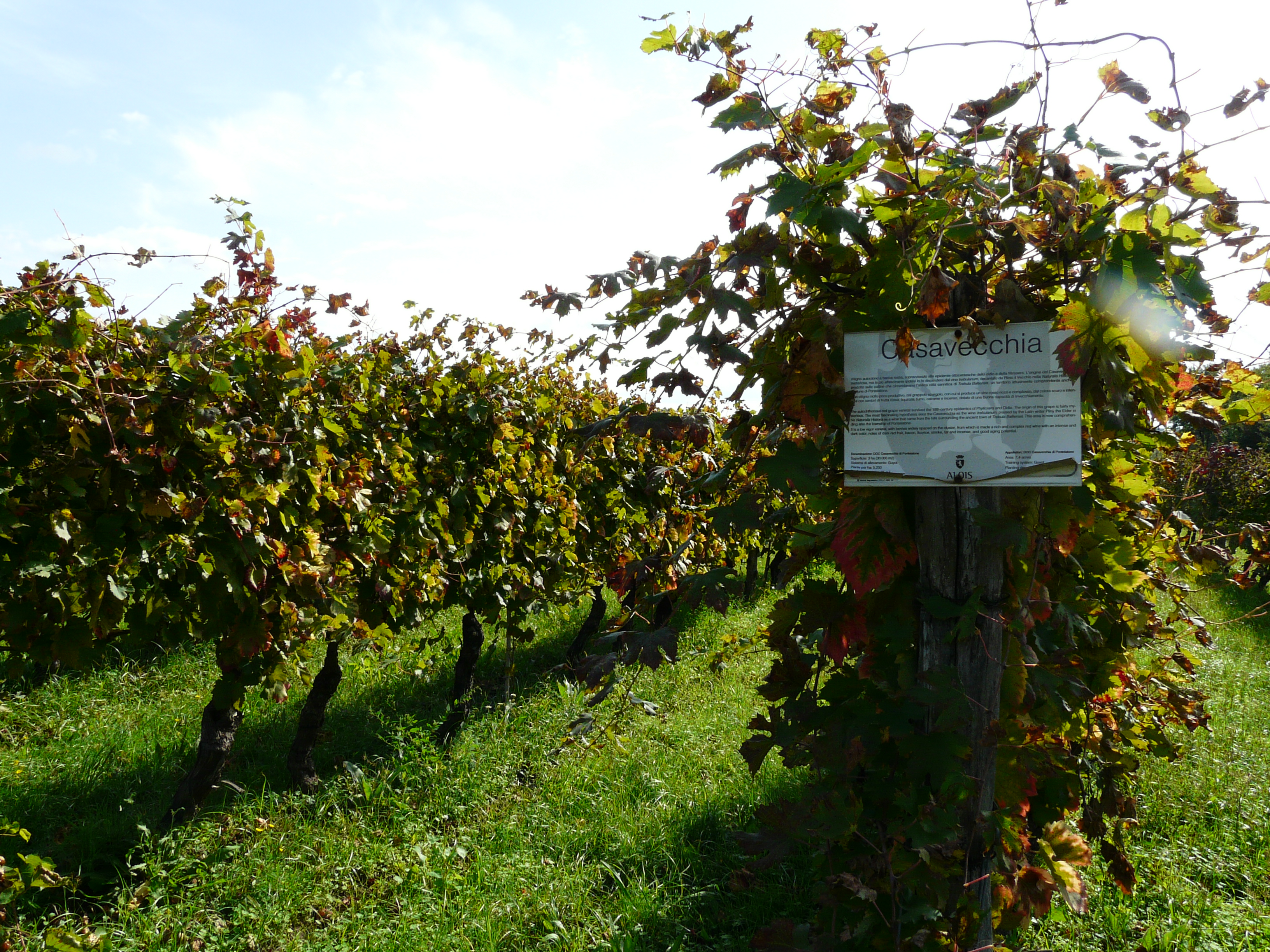24 ottobre 2021: visita all’azienda vinicola ALOIS, Pontelatone (Caserta)